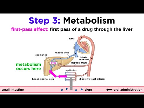 Pharmacokinetics: How Drugs Move Through the Body