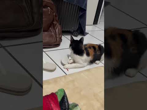 Vídeo de Icy