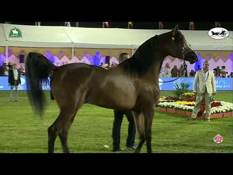 N 274 EA ARJENEL MARWTEYN   King Abdulaziz Arabian Horse Center Show 2021   Stallions 7 9 Years Old