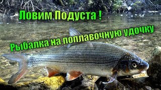 Как ловить подуста весной на мече