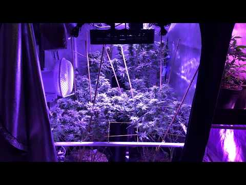 How to Grow Cannabis: Season 2, Week 7 of flower in the 3x3!!