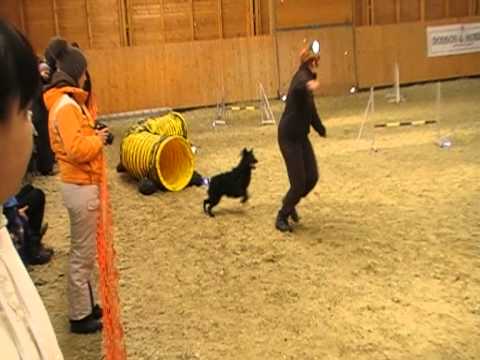 TordasZoo agility verseny Viki és Báró
