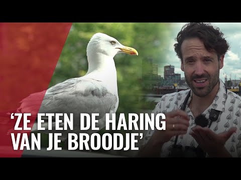 Scheveningen aan het IJ: steeds meer meeuwen in de stad