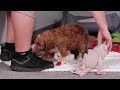 Standard Poodle dogs for sale: Brianna - Video 1