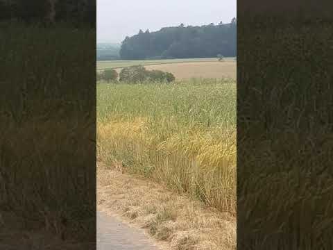 Wintergersten Vergleich Konventionell gegen Regenerativ mit Untersaat und Komposttee