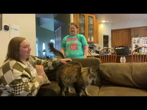 National Cat Day with BOOMI the Grand Cat