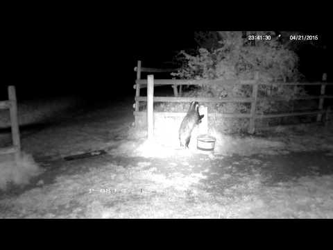 A rural badger finding hidden food - with sounds
