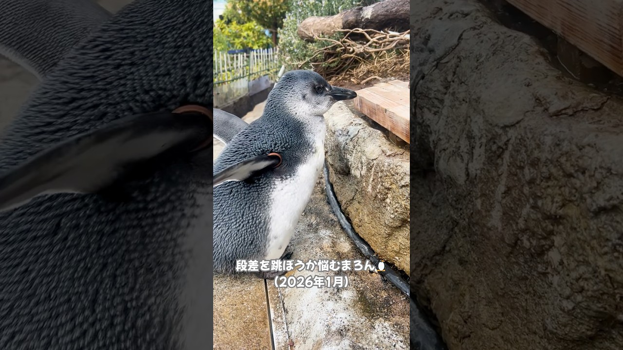 【ケープペンギン】段差を跳び上がるまろん🐧【サンシャイン水族館】#shorts #水族館