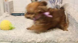 ハーフ犬の動画01