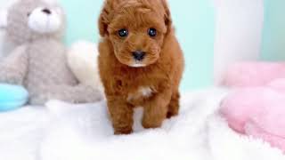 トイプードルの動画01