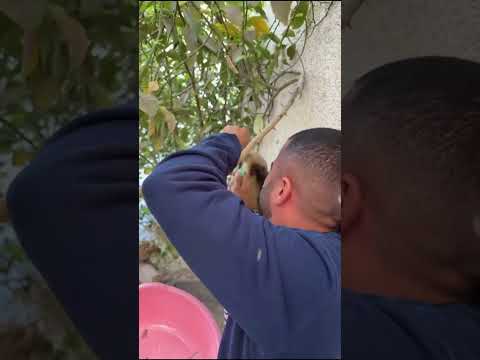 بوشنب قصاص العسل 😂😂 #سنابات_بوشنب #سكربت #بوشنب #بن_عمي #اكسبلور #funny