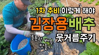[4k] 김장용 배추 1차 추비 / 웃거름 주기 / 배추 이쁘고 튼튼하게 키울려면 꼭 추비를 해야 해요.