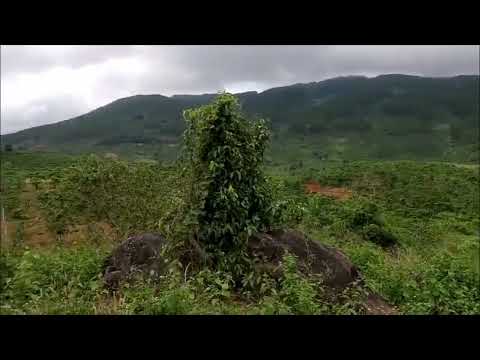 4,426m2 đất đẹp tại Di Linh tìm chủ có tầm nhìn.