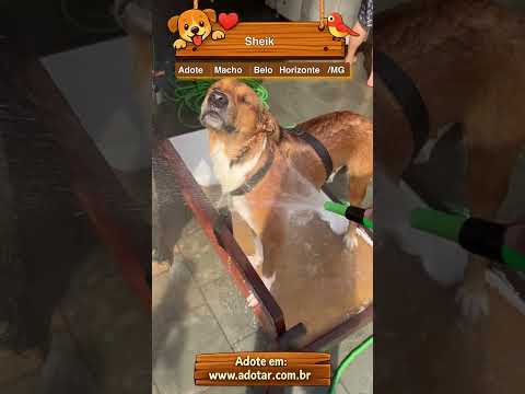Vídeo de Sheik