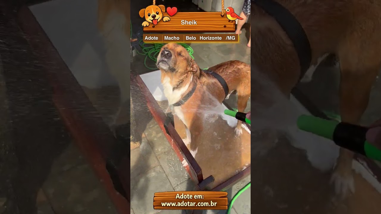 Cachorro raça SRD-ViraLata idade 3 anos nome Sheik