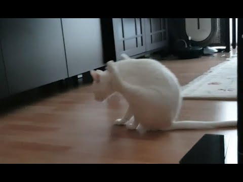 Cat scooting on the floor