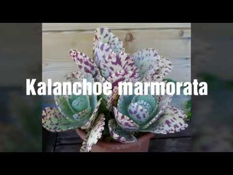vastagbél és kalanchoe rák kínai méregtelenítő talptapasz