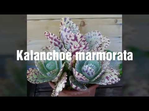 condyloma és Kalanchoe