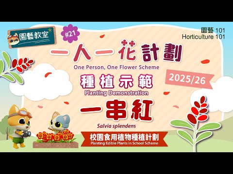 【園藝101】園藝教室#21: 一人一花計劃2025/26 - 種植示範: 一串紅 OPOFS 2025/26 - Planting Demonstration: Salvia splendens