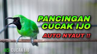 Download lagu PANCINGAN CUCAK IJO GACOR AUTO NYAUT COCOK UNTUK DONGKRAK EMOSI BIRAHI IJO DEWASA BAHAN mp3