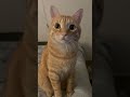 If You Re Hungry Meow Funny Orangecat Shorts