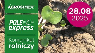 🌱 Jesienne odchwaszczanie rzepaku – jakie rozwiązania wybrać?