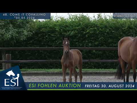 48. COME IT COVALLINO colt by Covalliero x Comte x Lafontaine www.esi.auction