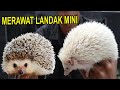 CARING FOR MINI HEDGEHOGS FOR BEGINNERS