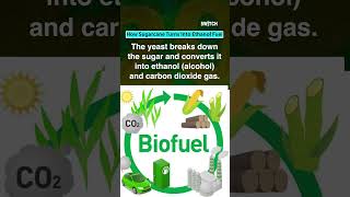 How Ethanol Is Made From Sugarcane And Why India Is Increasing Its Use In Petrol | Switch