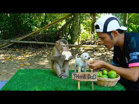 Watch This Obedient Monkey ABOY Teach Patience as He Helps a Puppy Wait for Dad to Peel Fruit
