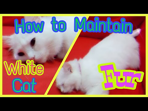 #catlovers HOW TO MAINTAIN WHITE CAT FUR