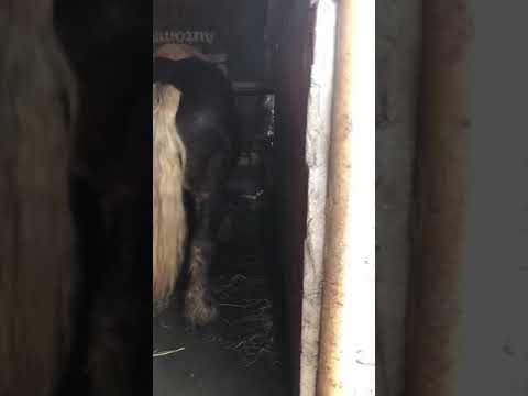 Caii mondiali armasar ciocolatiu,iepe negre și suri !!