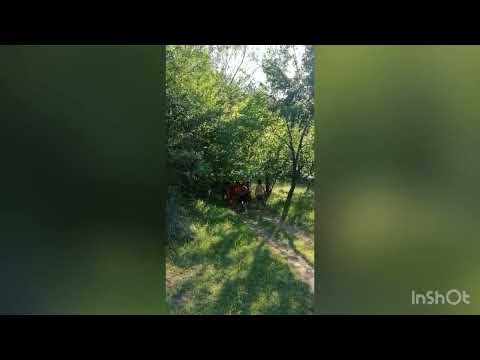 Salvare padure Curtuiusu Mare