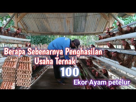 , title : 'Berapakah Penghasilan setiap harinya 100 ternak ekor Ayam petelur | PEMULA'