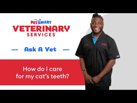 Tips For Cleaning Cat Teeth | PetSmart Veterinary Services