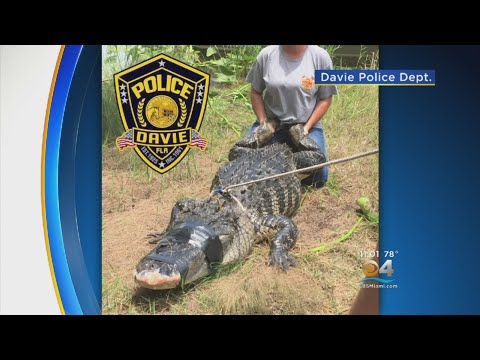 Officials Find Human Remains Inside Gator, Following Davie Attack