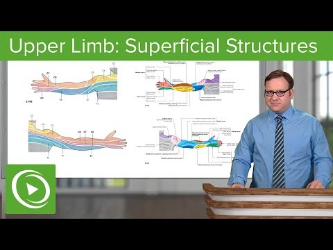 Upper Limb: Superficial Structures & Cutaneous Innervations – Anatomy | Lecturio
