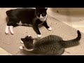 Pet Cats Play Fighting And Wrestling This Is Funny Tuxedo And Tabby Funny Cats