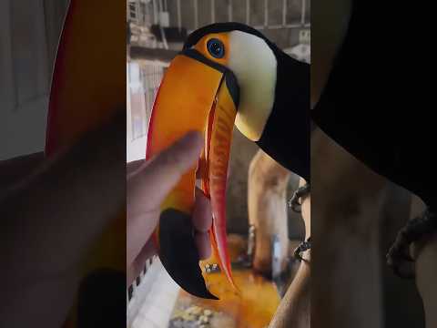 The Loyal Toucan Who Dances for Blueberries!