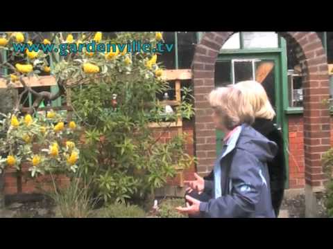 Cytisus battandieri, Pineapple Broom - YouTube