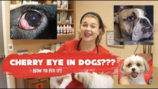 Cherry Eye in Dogs? | Dr. Lindsay Butzer explains it all! + How to fix it?