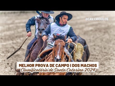 Machaço da Tamanca • Melhor Prova de Campo I dos Machos na Classificatória de Santa Catarina 2024