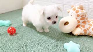 ハーフ犬の動画01