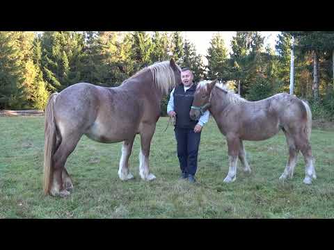 Caii lui Dorin de la Marisel, Cluj - 2024 Nou!!!