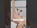 Cherish Your Pets ️ Pets Hamsters Hamstercare Shortsfeed