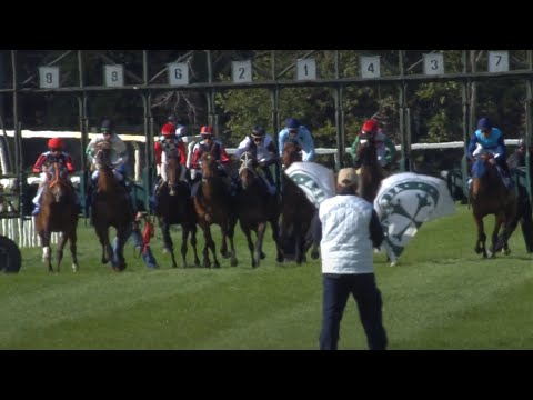 Highlights 133' Premio Pisa - Trofeo Goffs Uk Breeze up - 2 Aprile 2023