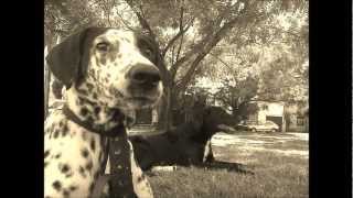 Pappo - Blues del perro ( Doro y Ozzy )