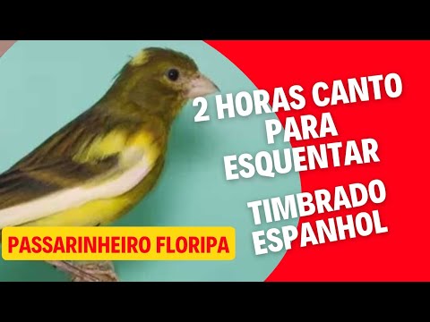 Canto Canário timbrado espanhol (2 Horas de canto)