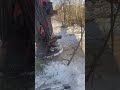 Cutting junk pine with timbco