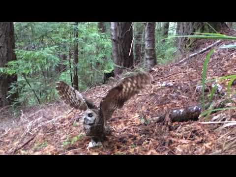 Northern Spotted Owl catches mouse! Close-up Slow Motion Footage.